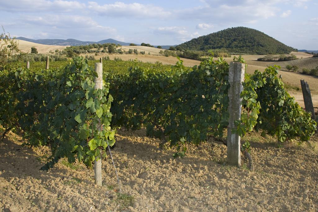 Il Giogo Alloggio per agriturismo Rosignano Marittimo